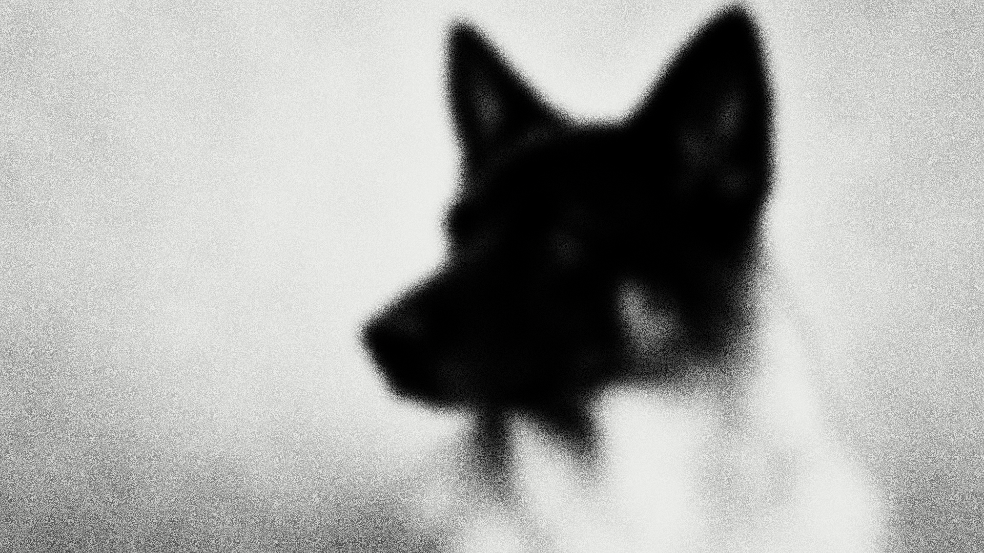 Silver Hound