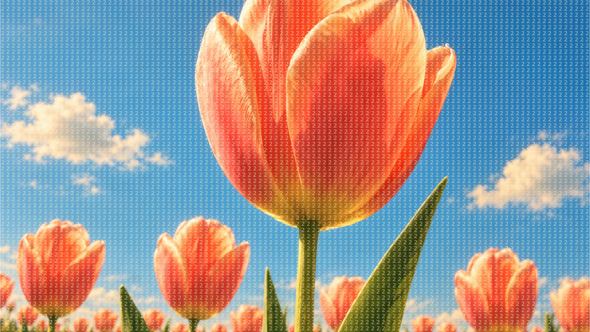 Tulip Study